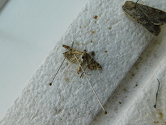 Loxostege sticticalis