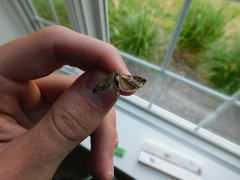 Loxostege sticticalis