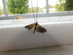 Loxostege sticticalis