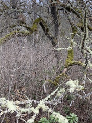 Antitrichia curtipendula