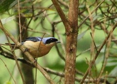 Pipraeidea melanonota