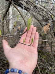 Oemleria cerasiformis