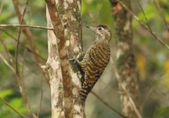 Dryobates spilogaster