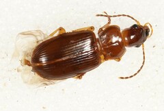 Trichotichnus laevicollis