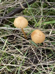 Galerina semilanceata