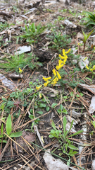 Corydalis micrantha