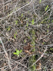 Oemleria cerasiformis