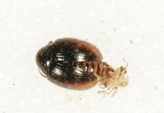 Simplocaria