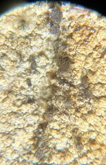 Chaenotheca ferruginea