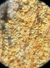 Chaenotheca ferruginea