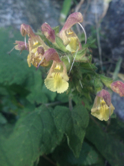 Salvia nubicola