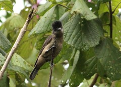 Pachyramphus validus