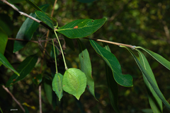 Terminalia australis