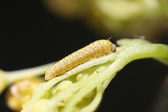 Euchloe simplonia
