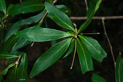 Terminalia australis