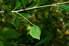 Terminalia australis