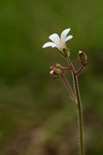 Meadow Saxifrage
