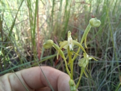 Habenaria weberiana