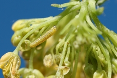 Euchloe simplonia