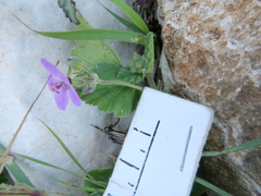 Erodium malacoides