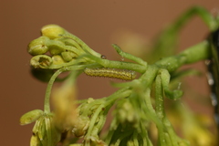 Euchloe simplonia