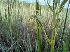 Habenaria weberiana