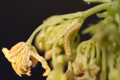 Euchloe simplonia