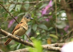 Pachyramphus validus