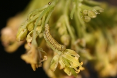 Euchloe simplonia