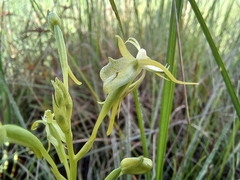 Habenaria weberiana