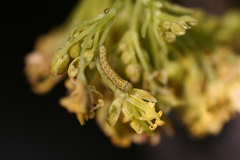 Euchloe simplonia