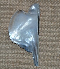 Pteria colymbus