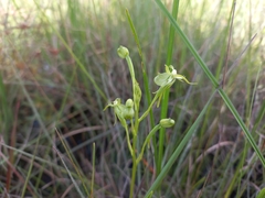 Habenaria weberiana
