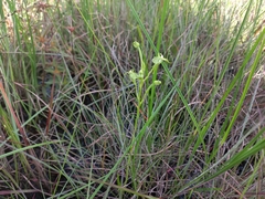Habenaria weberiana
