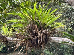 Aechmea tillandsioides