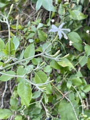 Jasminum fluminense