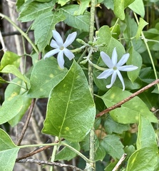 Jasminum fluminense