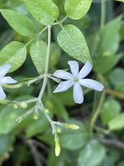 Jasminum fluminense
