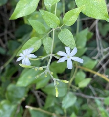 Jasminum fluminense