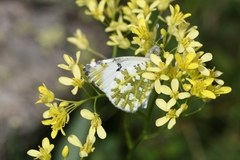 Euchloe simplonia
