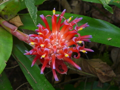 Billbergia pyramidalis