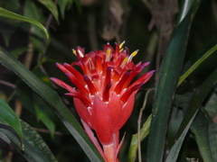 Billbergia pyramidalis