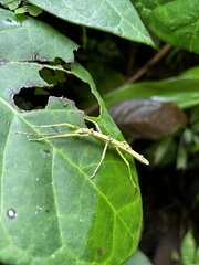 Libethra