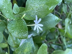 Jasminum fluminense