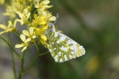 Euchloe simplonia