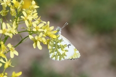 Euchloe simplonia