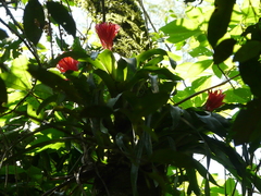Billbergia pyramidalis