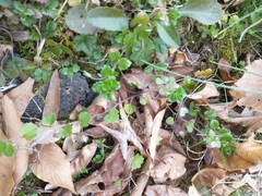 Veronica hederifolia