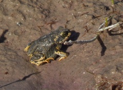 Rhinella spinulosa