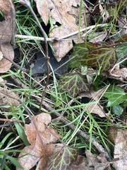 Cardamine nuttallii